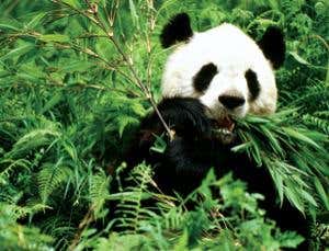 Deep future: Will there be any nature left?