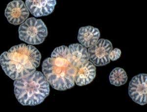 New Scientist. Science news and long reads from expert journalists, covering developments in science, technology, health and the environment on the website and the magazine.