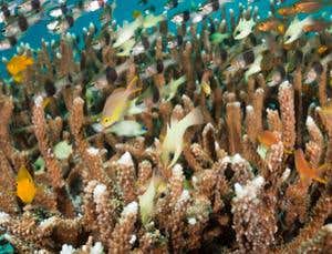 New Scientist. Science news and long reads from expert journalists, covering developments in science, technology, health and the environment on the website and the magazine.