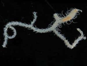 Zoologger: The worm that looks like a tree