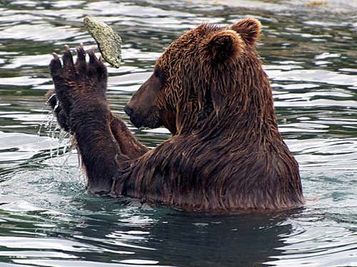 Wild bear uses a stone to exfoliate