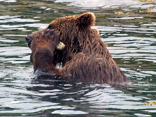 Wild bear uses a stone to exfoliate