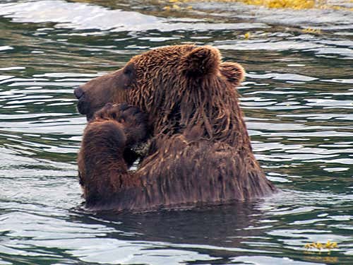 Wild bear uses a stone to exfoliate