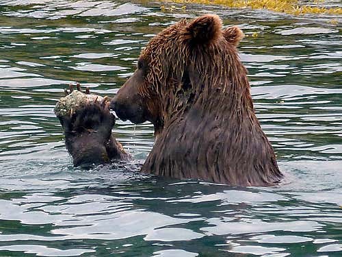 Wild bear uses a stone to exfoliate