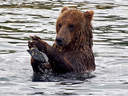 Wild bear uses a stone to exfoliate