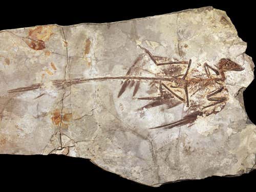 The exquisitely well-preserved fossil of a Microraptor 