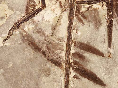 A close-up of the preservation of the Microraptor's feathering 