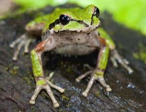 New Scientist. Science news and long reads from expert journalists, covering developments in science, technology, health and the environment on the website and the magazine.