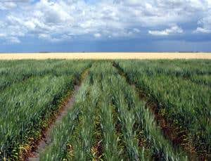 Hybrid wheat is worth its salt on irrigated land