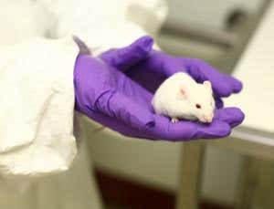 We must fight back over lab animal blockade