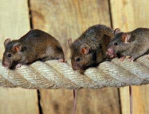 New Scientist. Science news and long reads from expert journalists, covering developments in science, technology, health and the environment on the website and the magazine.