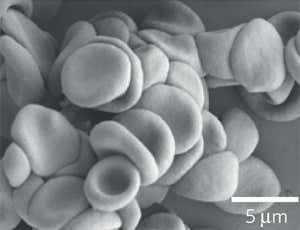 New Scientist. Science news and long reads from expert journalists, covering developments in science, technology, health and the environment on the website and the magazine.