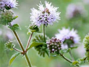 The beneficent botany in nature's medicine chest