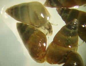 New Scientist. Science news and long reads from expert journalists, covering developments in science, technology, health and the environment on the website and the magazine.