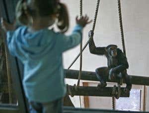 Puzzles of evolution: Why aren't we more like chimps?