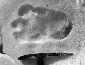 Puzzles of evolution: Are other hominins alive today?