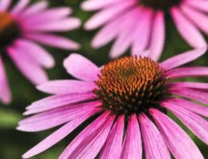 Immune retune: Eat yourself strong