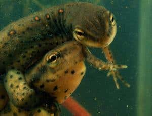 Zoologger: Meet the amphibian with sexual kidneys