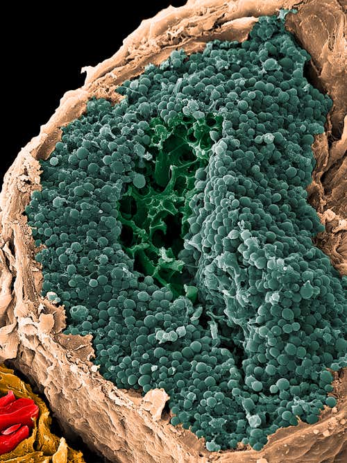 The part of the kidney producing a mystery sex-related substance 