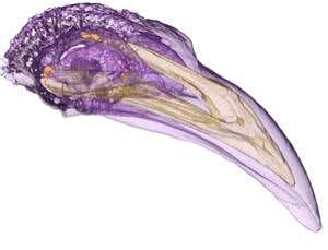 New Scientist. Science news and long reads from expert journalists, covering developments in science, technology, health and the environment on the website and the magazine.