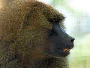 Baboons and 4-letter words point to origins of reading
