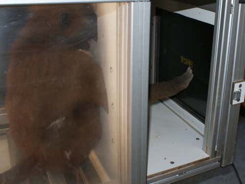 Baboons and 4-letter words point to origins of reading