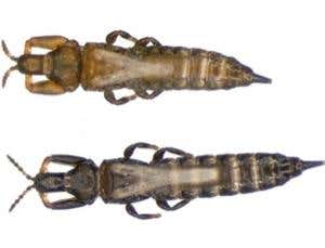 Zoologger: The soldiers that double up as doctors