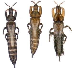 New Scientist. Science news and long reads from expert journalists, covering developments in science, technology, health and the environment on the website and the magazine.