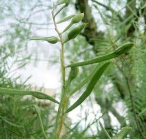 Kladothrips intermedius galls on an acacia plant
