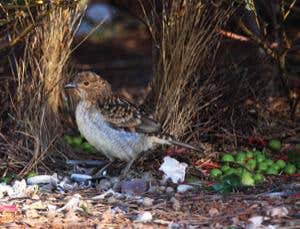 Male bowerbirds grow a garden to attract a mate
