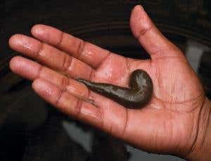 New Scientist. Science news and long reads from expert journalists, covering developments in science, technology, health and the environment on the website and the magazine.