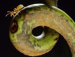 New Scientist. Science news and long reads from expert journalists, covering developments in science, technology, health and the environment on the website and the magazine.