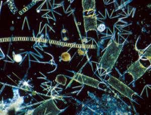 New Scientist. Science news and long reads from expert journalists, covering developments in science, technology, health and the environment on the website and the magazine.