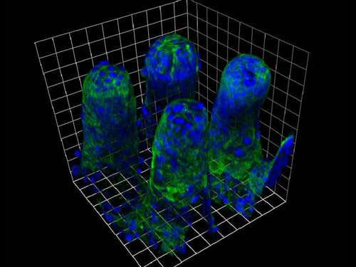 Model of finger-like villi