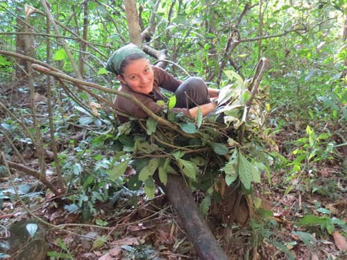 Human apes chimp in ground nest