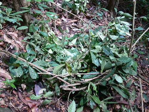 Chimp nest on the ground