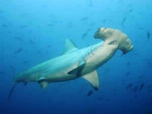 Shark on the menu: Species hunted for their fins