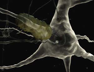 Rebooted neurons halt brain degeneration in mice