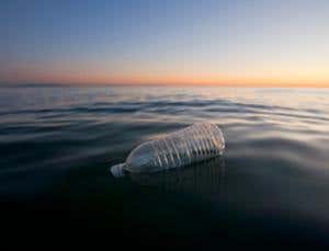 Water striders thrive on Pacific Garbage Patch