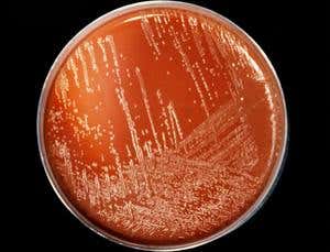 New Scientist. Science news and long reads from expert journalists, covering developments in science, technology, health and the environment on the website and the magazine.