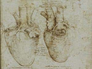 Written from the heart: Da Vinci's anatomy