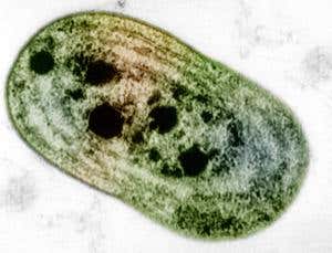 New Scientist. Science news and long reads from expert journalists, covering developments in science, technology, health and the environment on the website and the magazine.