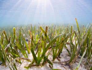 New Scientist. Science news and long reads from expert journalists, covering developments in science, technology, health and the environment on the website and the magazine.