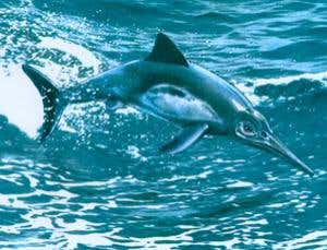 New Scientist. Science news and long reads from expert journalists, covering developments in science, technology, health and the environment on the website and the magazine.