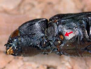 Zoologger: Infrared-sensing beetles born in fire