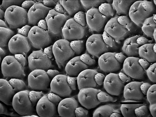The infrared receptors of the Melanophila beetle (Helmut Schmitz/Uni Bonn)