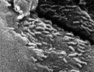 New Scientist. Science news and long reads from expert journalists, covering developments in science, technology, health and the environment on the website and the magazine.