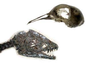 New Scientist. Science news and long reads from expert journalists, covering developments in science, technology, health and the environment on the website and the magazine.