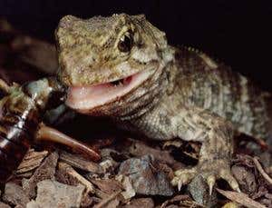 New Scientist. Science news and long reads from expert journalists, covering developments in science, technology, health and the environment on the website and the magazine.