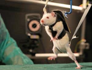 Rehab robot helps paralysed rats walk again